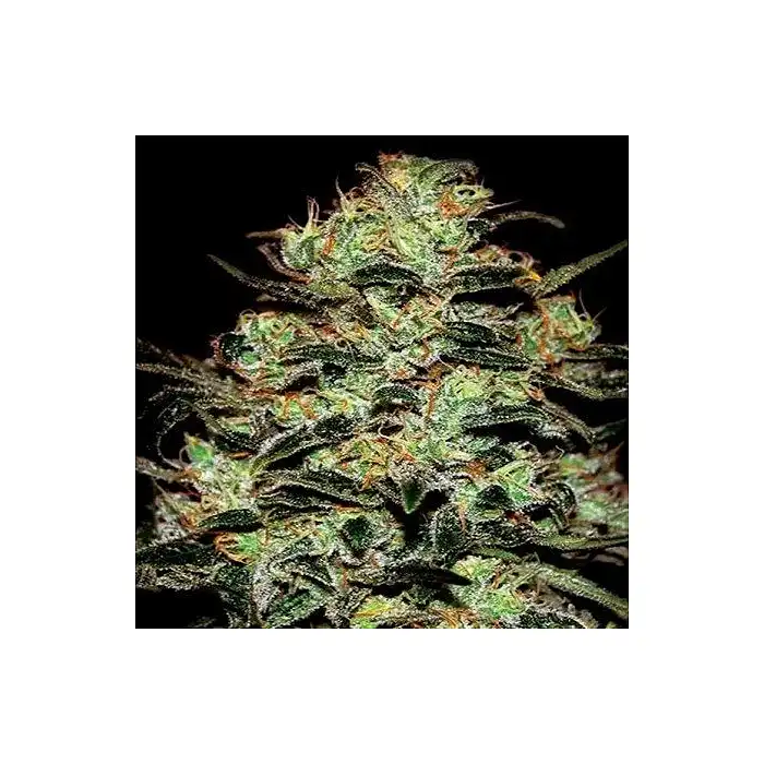 Moby Dick - Green House 1