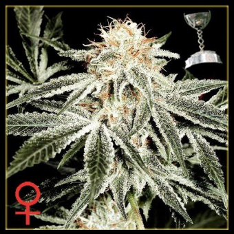 White Widow Green House