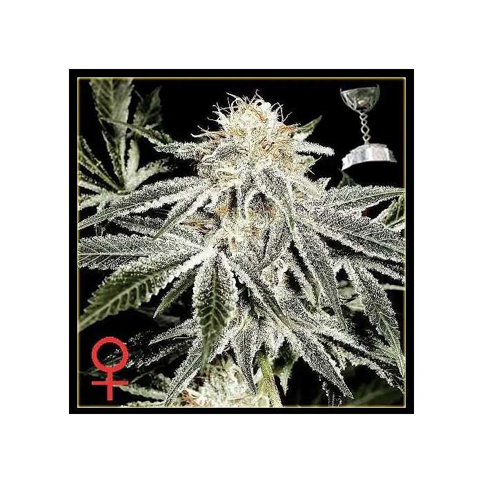 White Widow - Green House