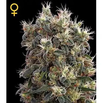 The Church - Green House 1