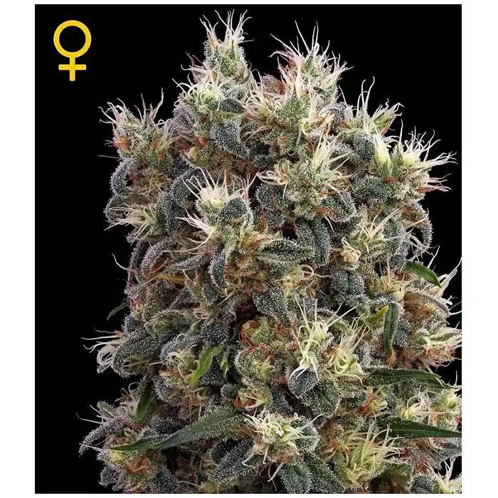 The Church - Green House 1