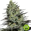 Morpheus Buddha Seeds