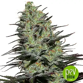 Morpheus Buddha Seeds