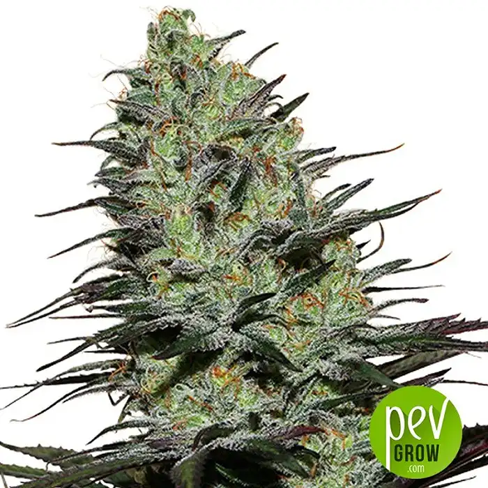 Morpheus Buddha Seeds