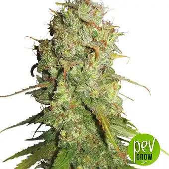 Auto Desfran Dutch Passion