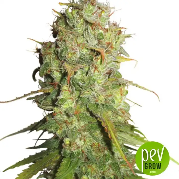 Auto Desfran Dutch Passion