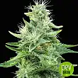 Gorilla Candy plant - Eva Seeds