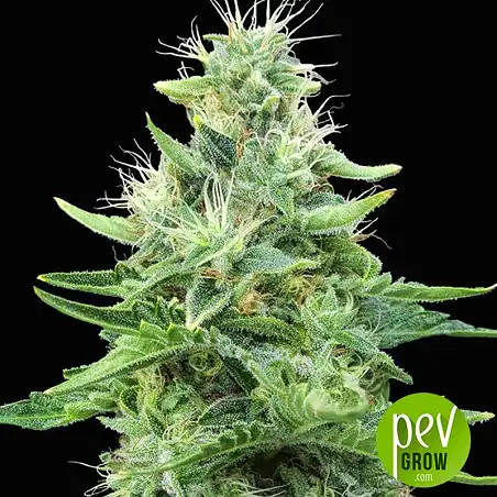 Gorilla Candy planta - Eva Seeds