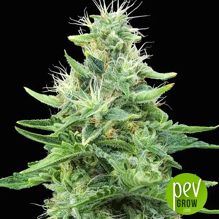 Gorilla Candy plant - Eva Seeds