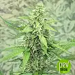 Hermana de la noche - Super Strains Hermana de la noche - Super Strains