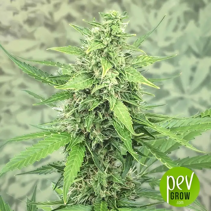 Hermana de la noche - Super Strains