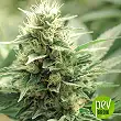Agartha Super Strains Agartha Super Strains