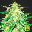 Lemon AK - Fast Buds - FastBuds