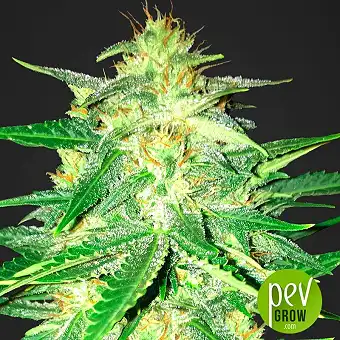 Lemon AK - Fast Buds - FastBuds