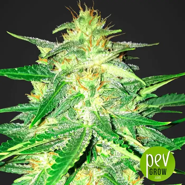 Lemon AK - Fast Buds - FastBuds