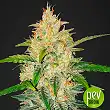 Zkittlez Auto - Fast Buds - FastBuds