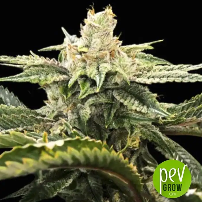 Miss USA - DNA Genetics