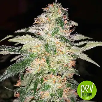 Kosher Dawg - DNA Genetics