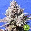 Gelato - Original Sensible - Original Sensible Seeds