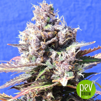 Gelato Original Sensible Seeds