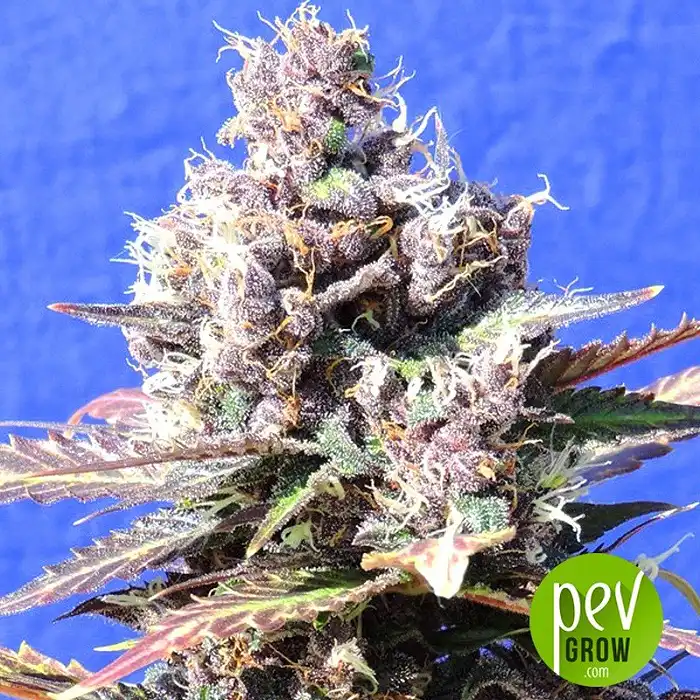 Gelato - Original Sensible - Original Sensible Seeds