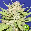 Wedding Cake - Original Sensible - Original Sensible Seeds