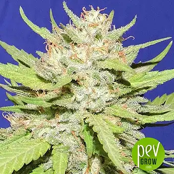 Wedding Cake - Original Sensible - Original Sensible Seeds