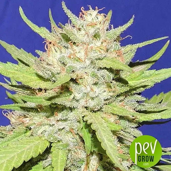 Wedding Cake - Original Sensible - Original Sensible Seeds