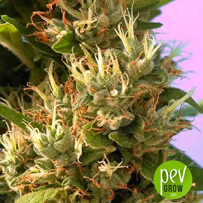 Kalichakra - Mandala Seeds