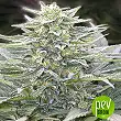Hashberry - Mandala Seeds Hashberry - Mandala Seeds