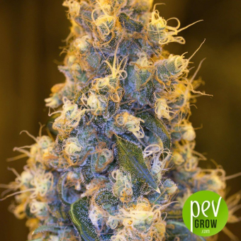 Blue Fire - Humboldt Seeds