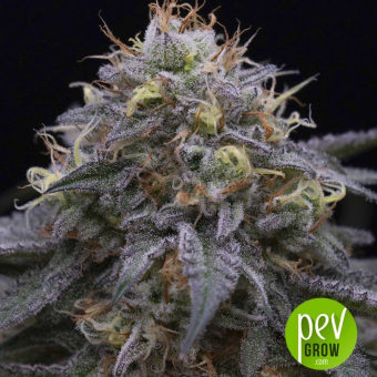 Sugar Breath - Humboldt Seeds