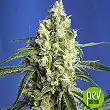 Green Poison CBD - Sweet Seeds
