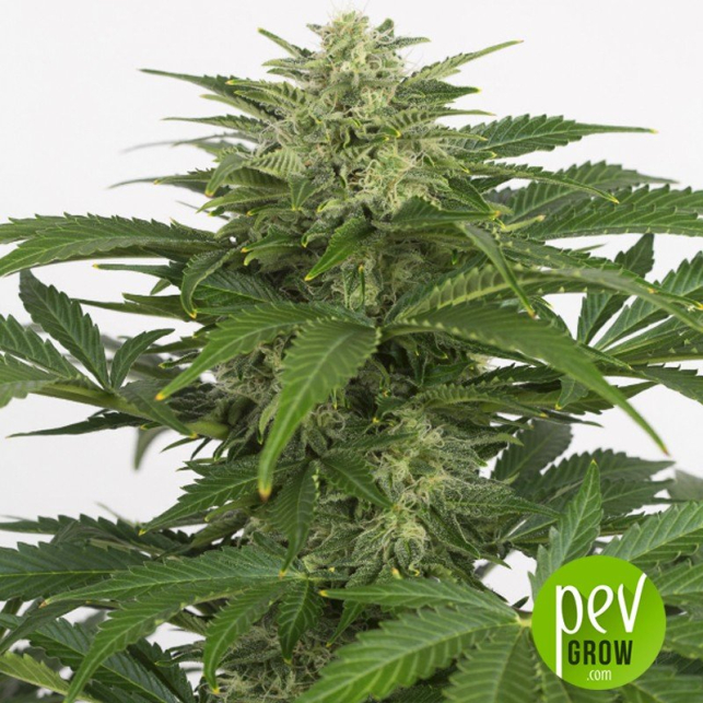 Haze CBD Auto - Dinafem Seeds