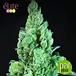 Solodiol Auto CBD - Elite Seeds