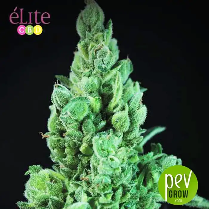 Solodiol Auto CBD - Elite Seeds