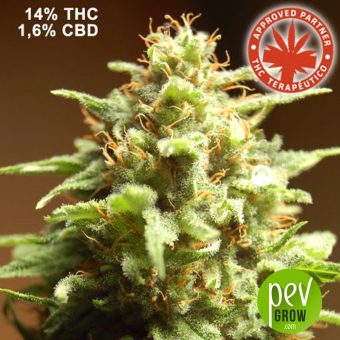 B3 Medical - Pure Seeds