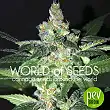 Amnesia (Diamond Collection) - World of Seeds