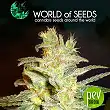 Northern Light X Big Bud (Médicinal) - World of Seeds Northern Light X Big Bud (Médicinal) - World of Seeds