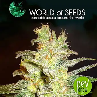 Northern Light X Big Bud (Médicinal) - World of Seeds