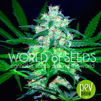 Pakistan Valley - World of Seeds