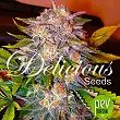Caramelo - Delicious Seeds