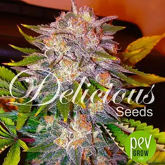Caramelo - Delicious Seeds