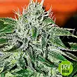 Critical Jack Herer - Delicious Seeds