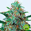 Critical Neville Haze - Delicious Seeds