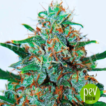 Critical Neville Haze 2.0
