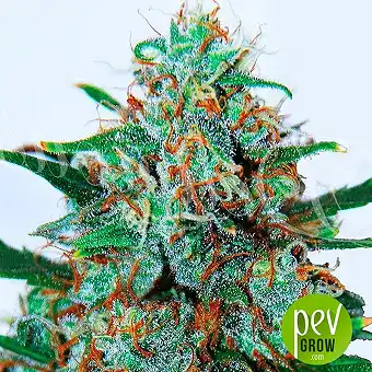 Critical Neville Haze - Delicious Seeds