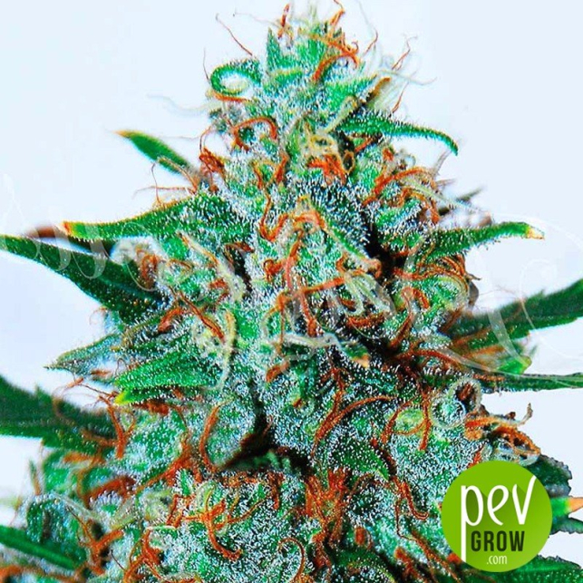 Critical Neville Haze - Delicious Seeds