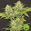 Critical Super Silver Haze - Delicious Seeds