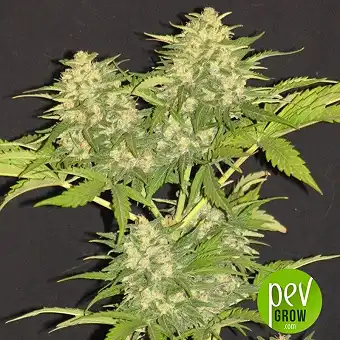 Critical Super Silver Haze - Delicious Seeds